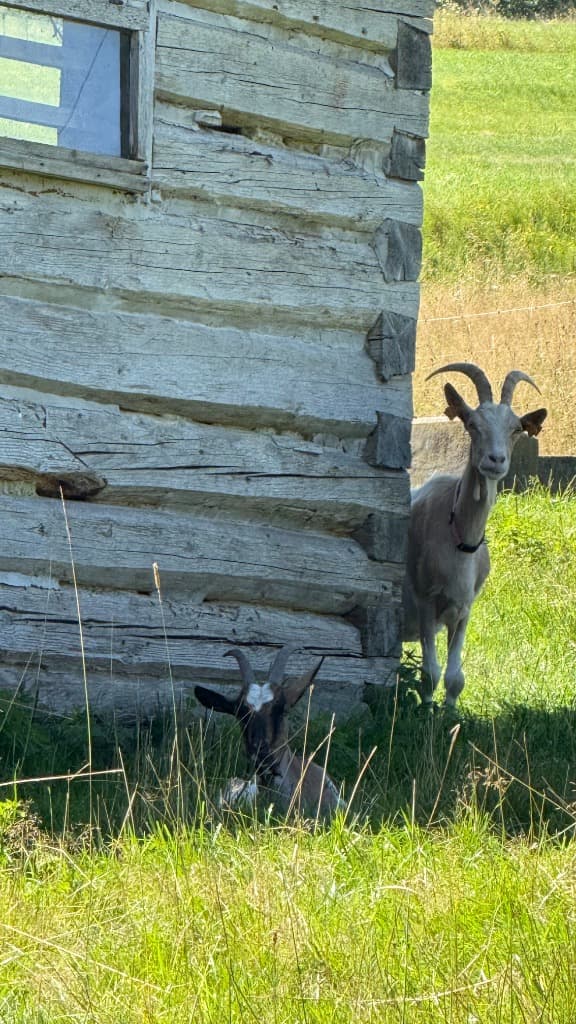 Otoczenie i zwierzęta